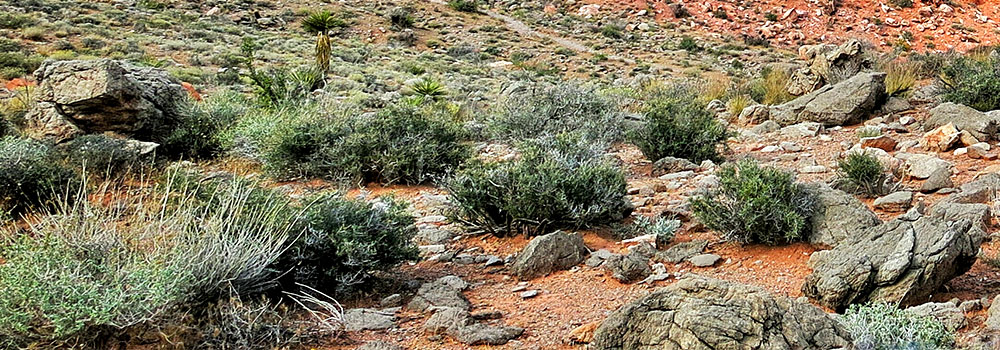 Cuyamaca Rancho State Park Camping & Hiking Exploration