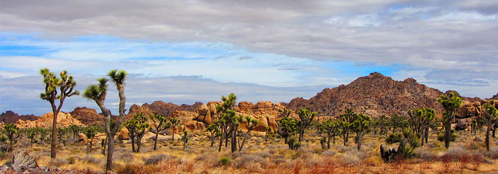 Joshua Tree National Park Backpacking